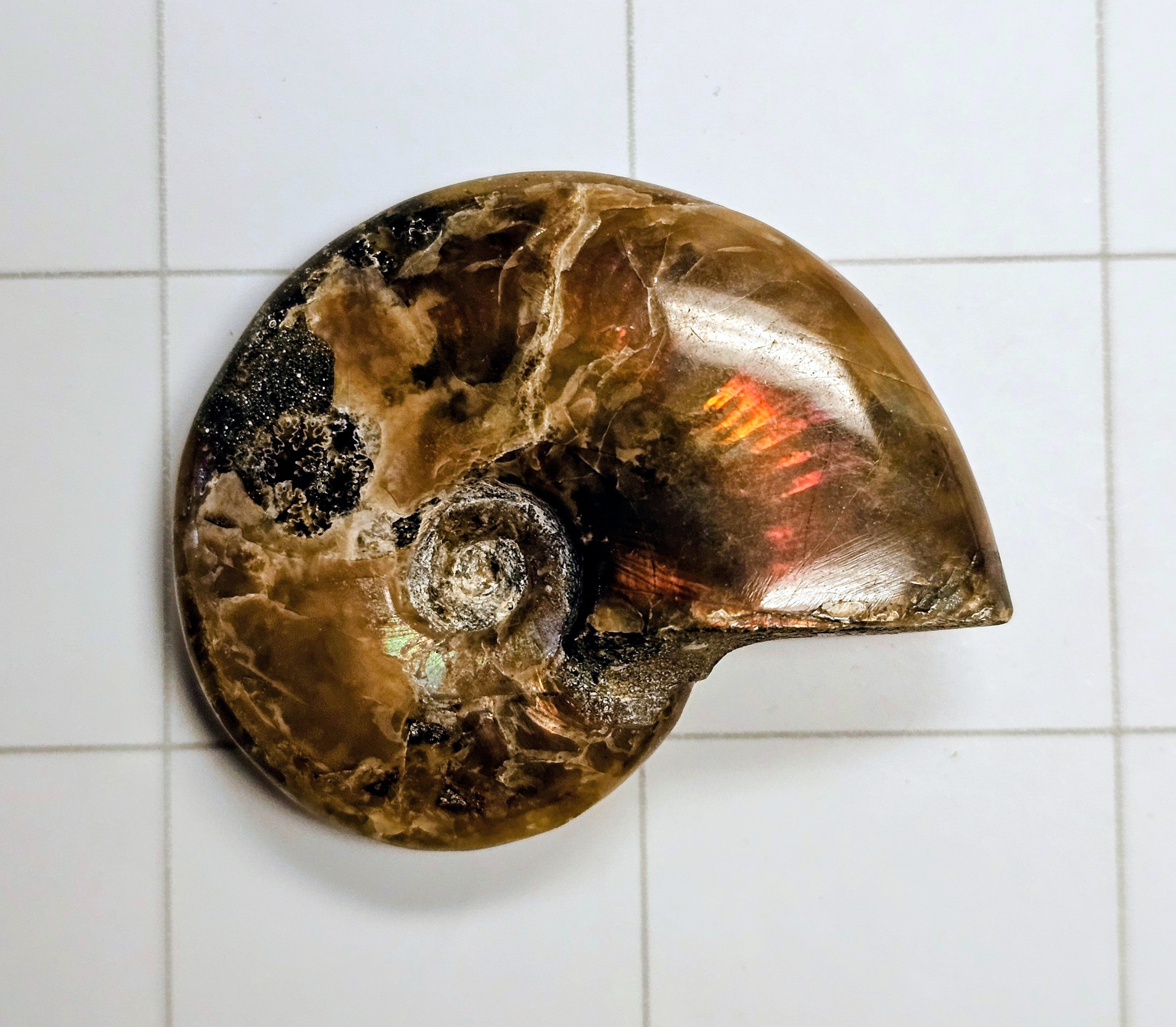 Ammolite