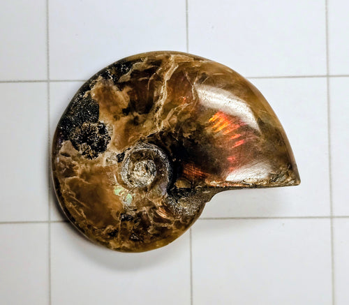 Ammolite