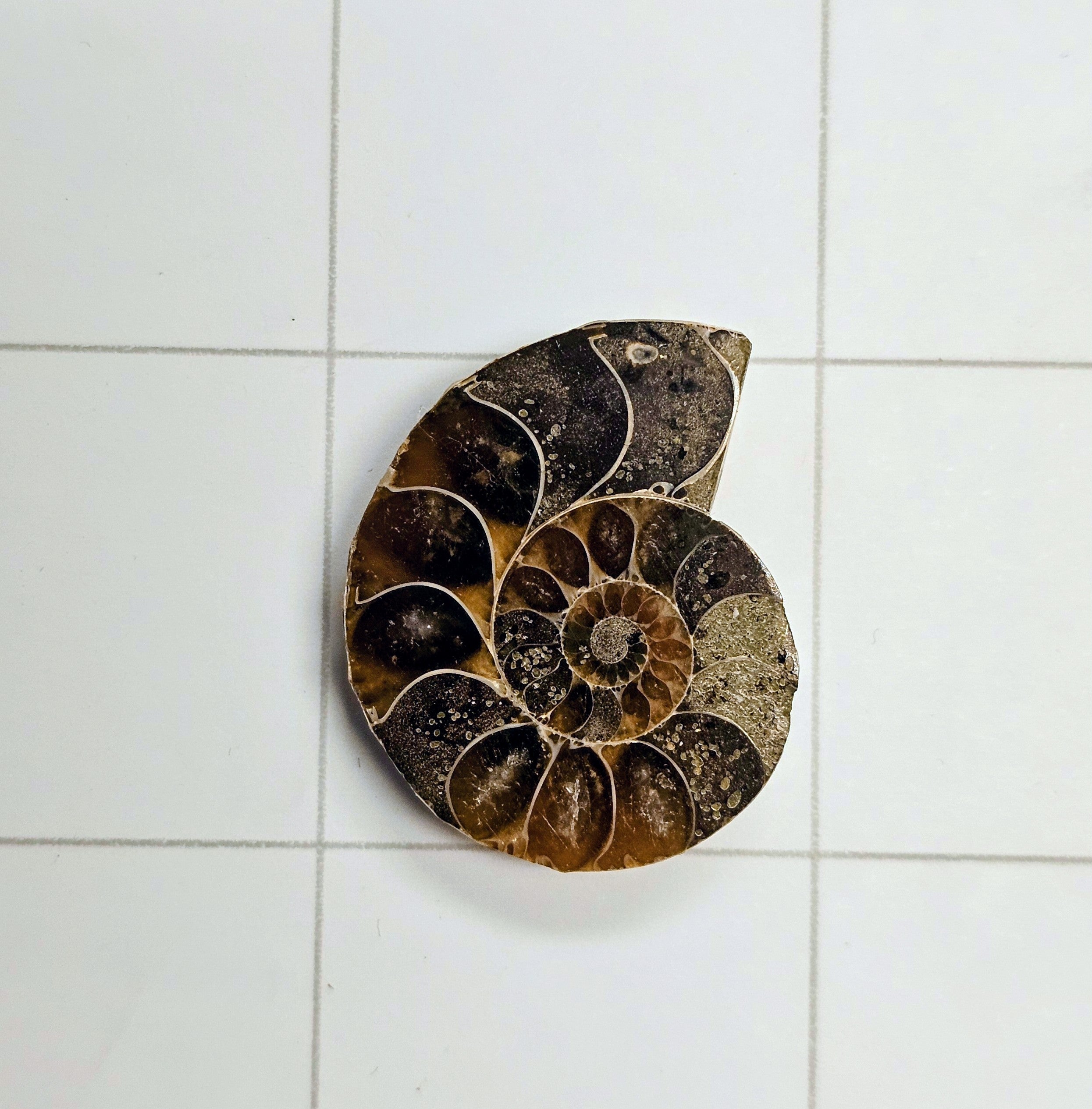 Ammolite/Ammonite