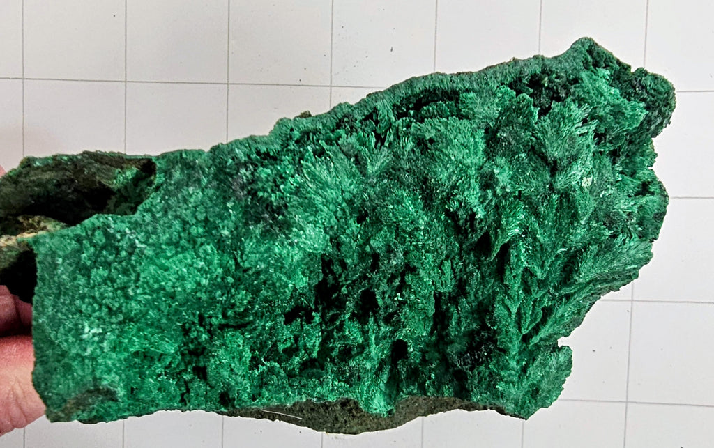 Velvet Malachite