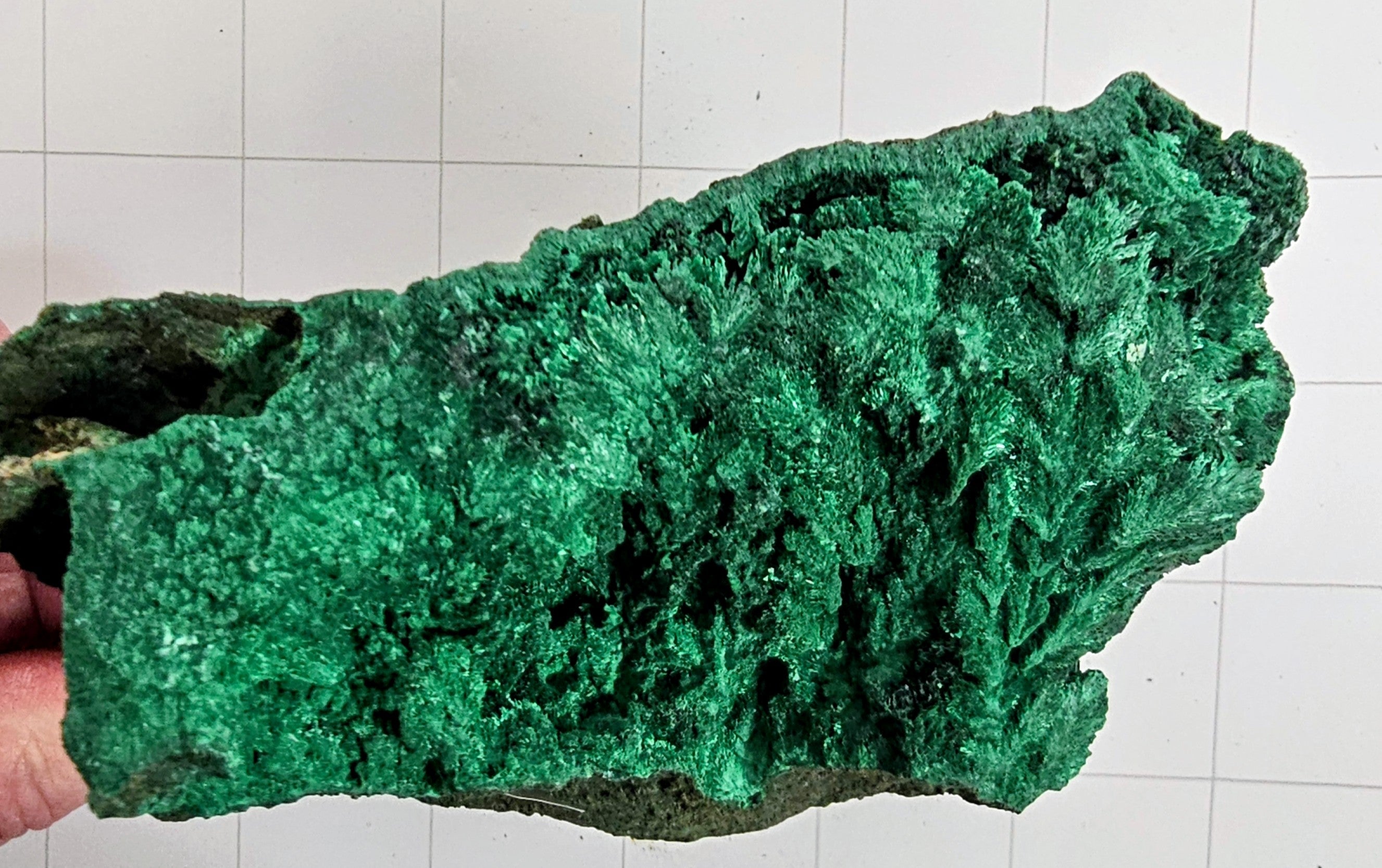 Velvet Malachite