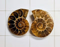 Ammonite/Ammolite