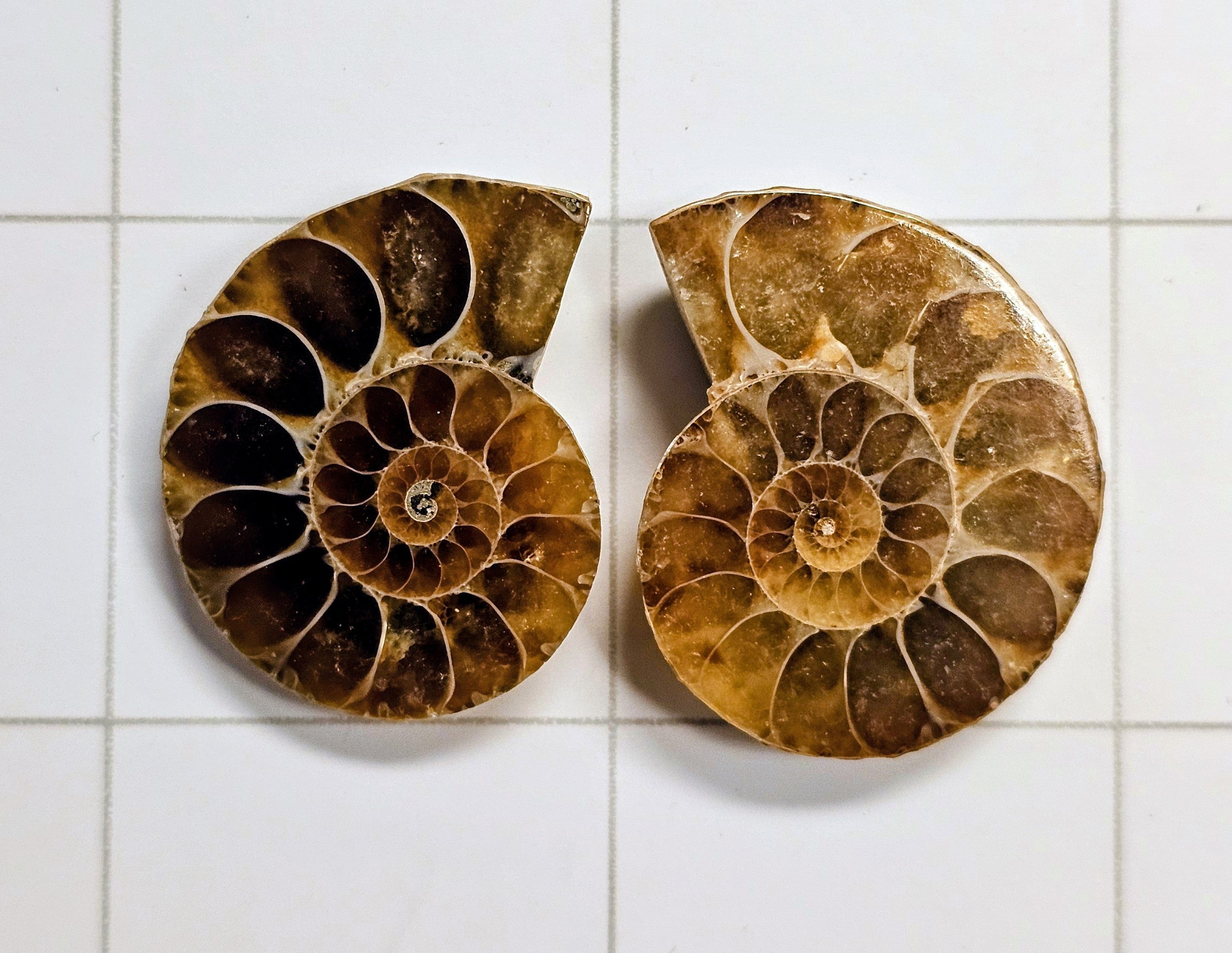 Ammonite/Ammolite