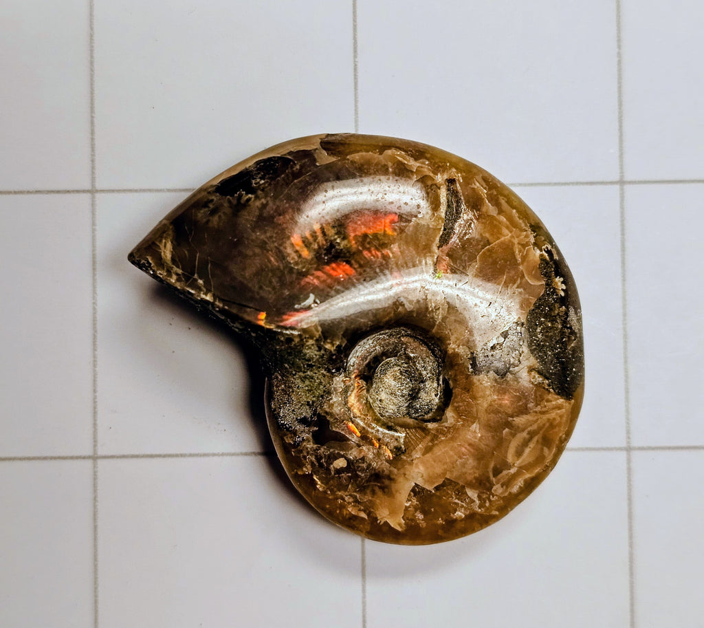 Ammolite