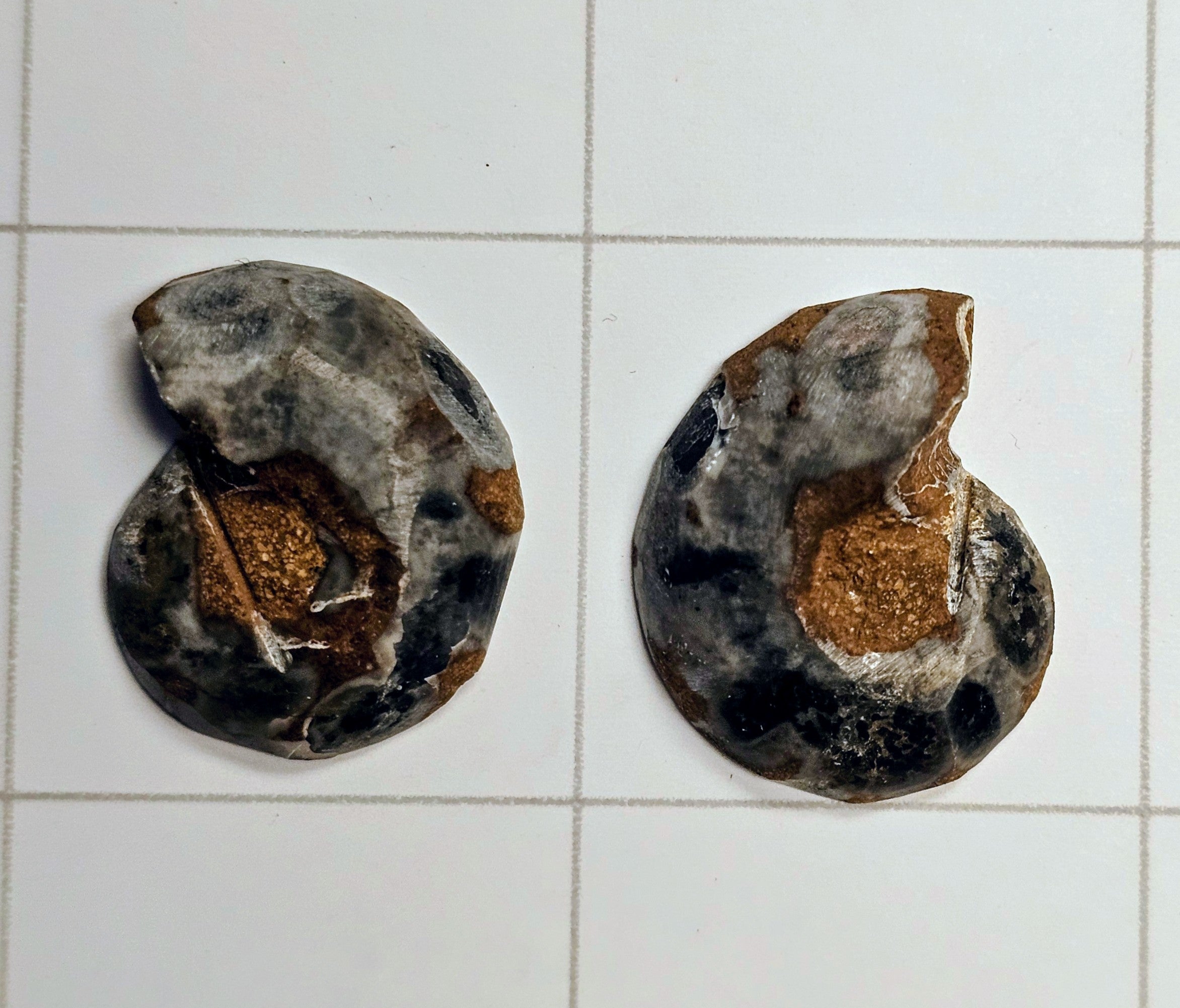 Ammonite