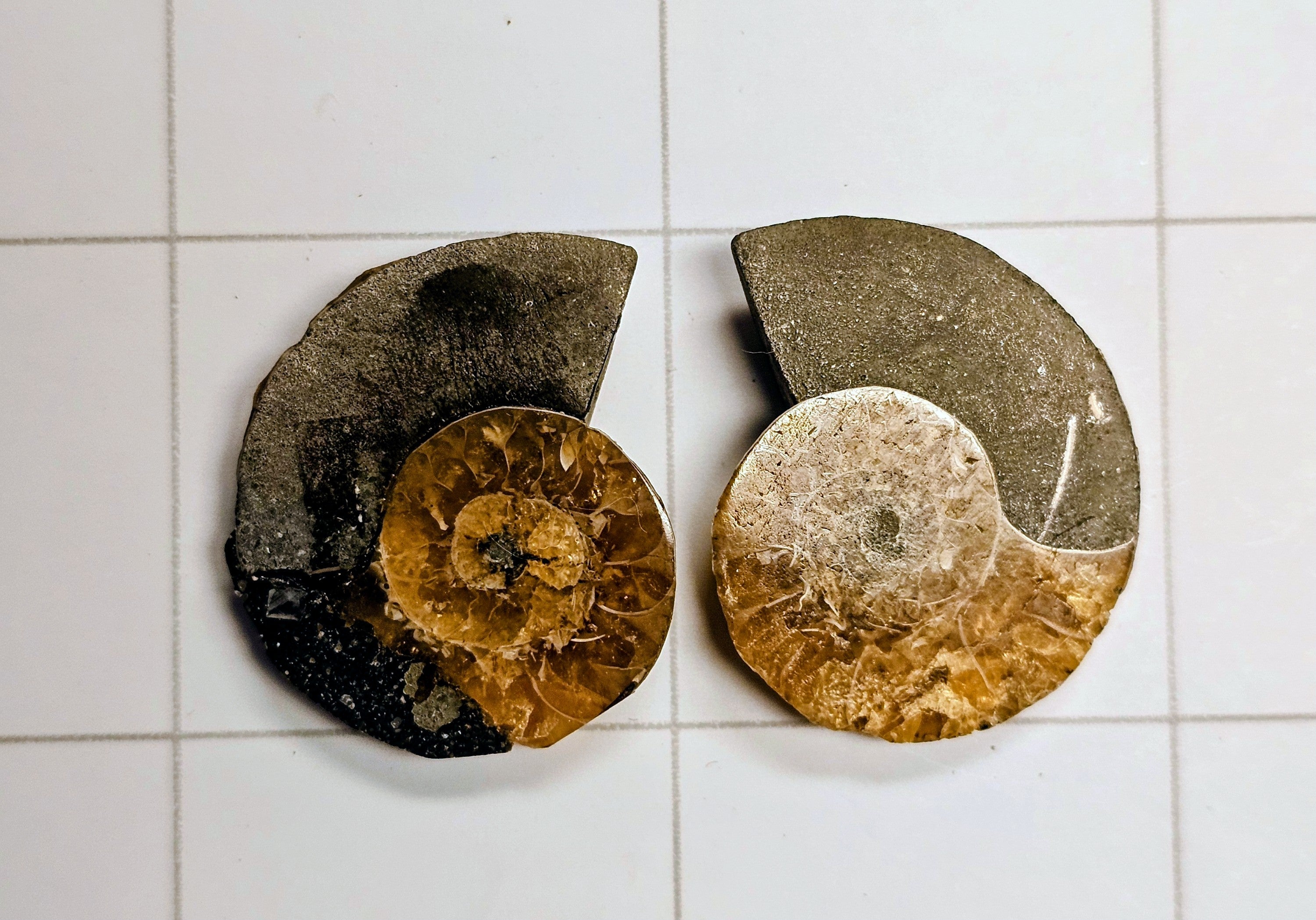 Ammonite/ Ammolite