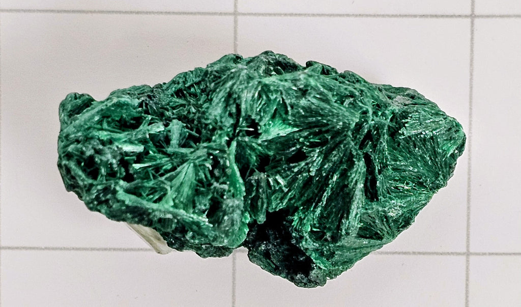 Velvet Malachite