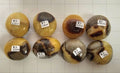 Septarian Palm stones