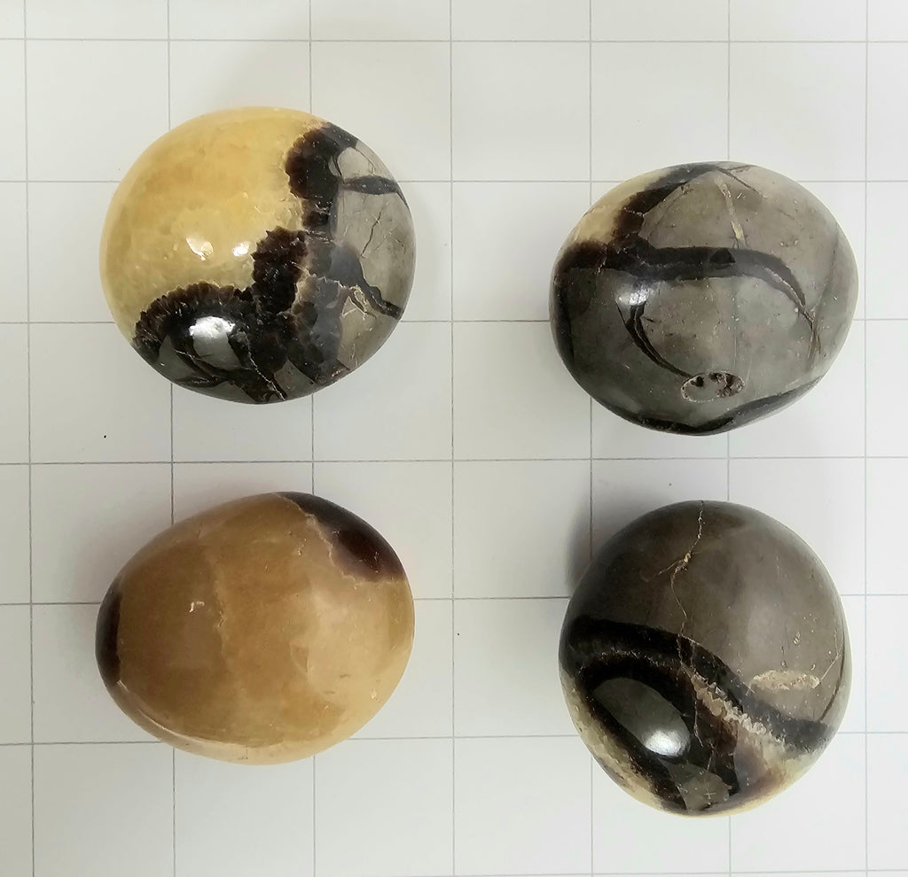 Septarian Palm stones