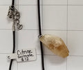 Citrine Necklace