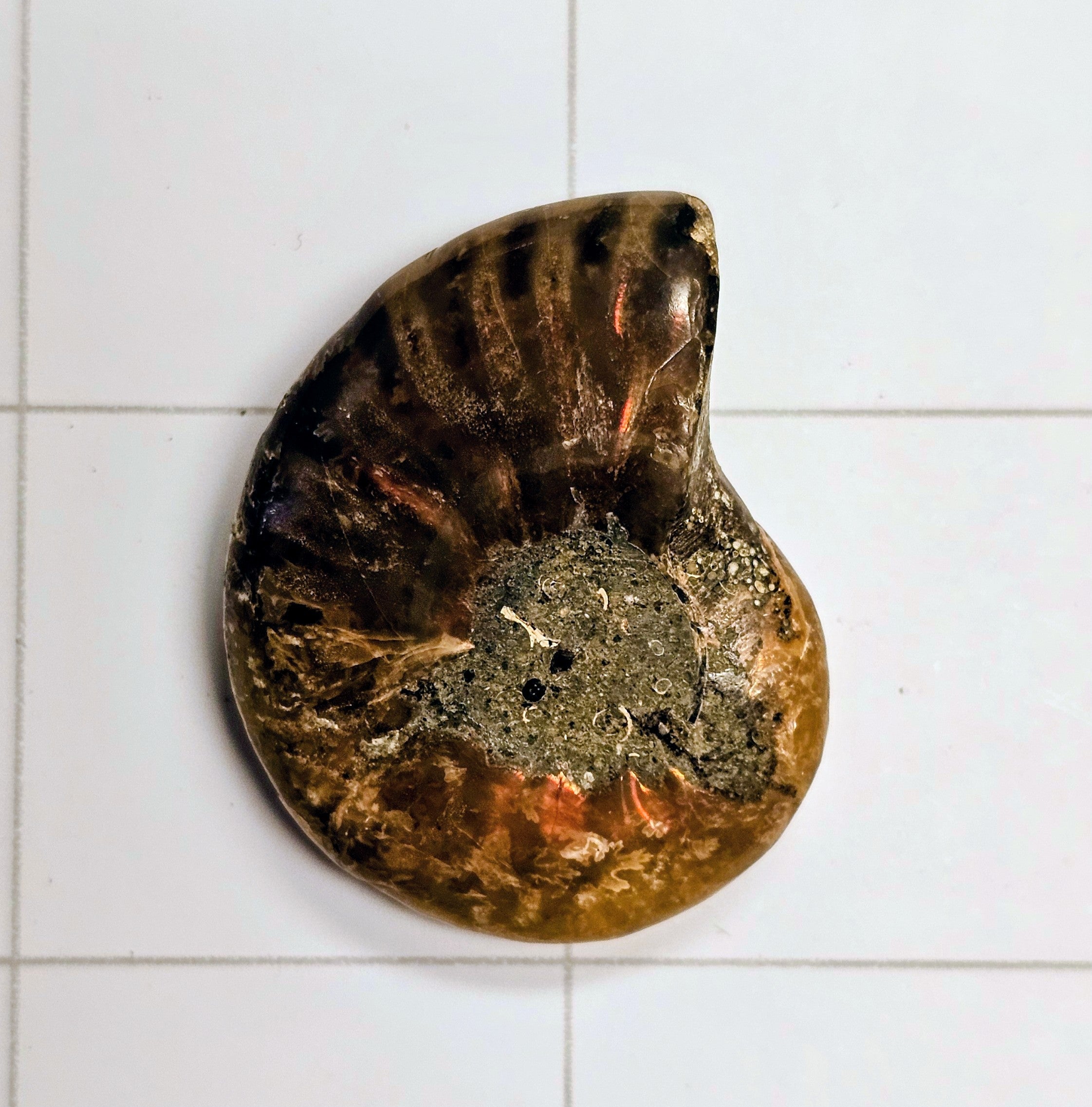 Ammolite