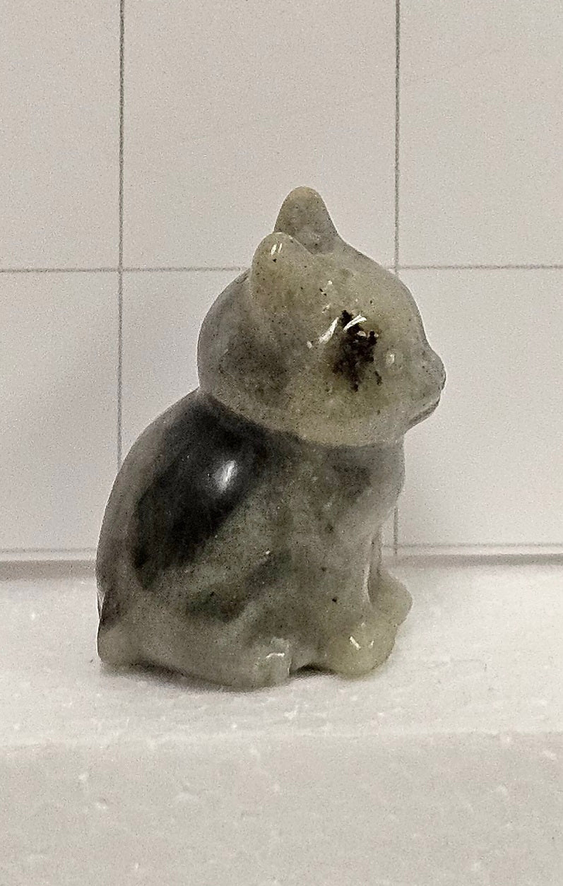 Labradorite kitten