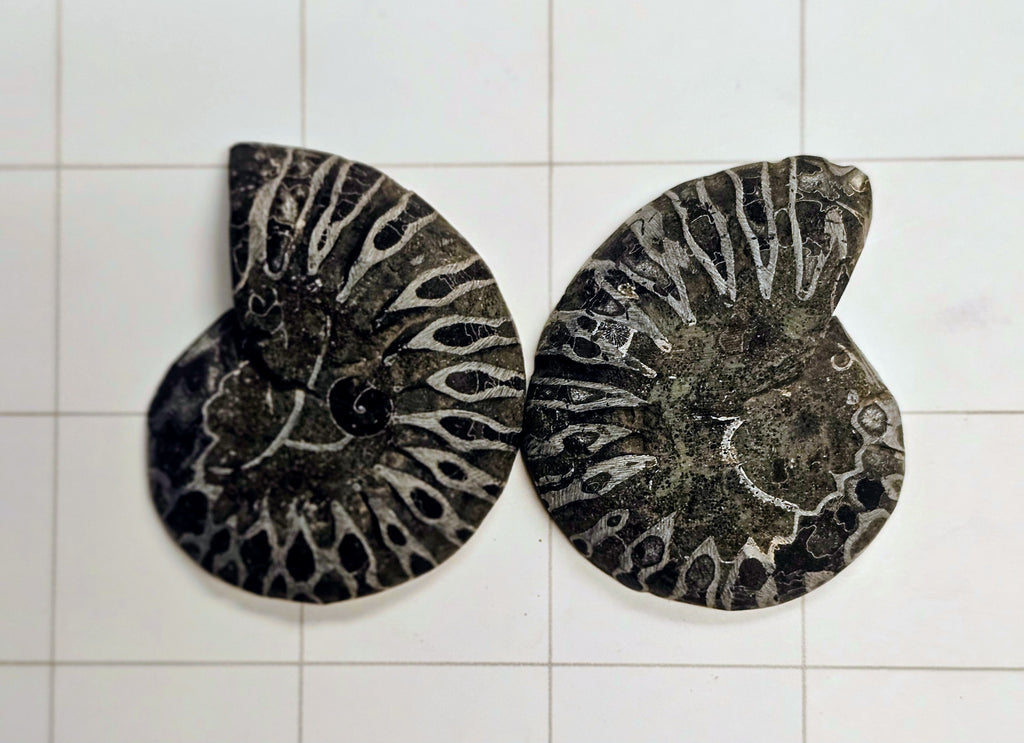 Ammonite/ Ammolite
