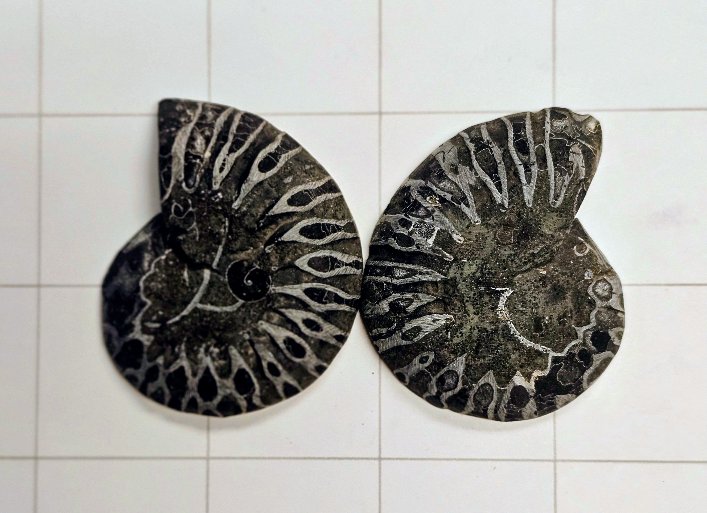 Ammonite/ Ammolite