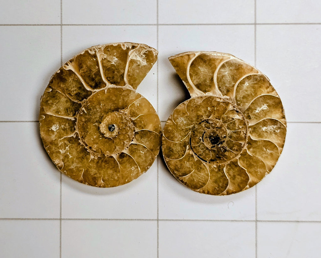 Ammonite/ Ammolite
