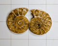 Ammonite/ Ammolite