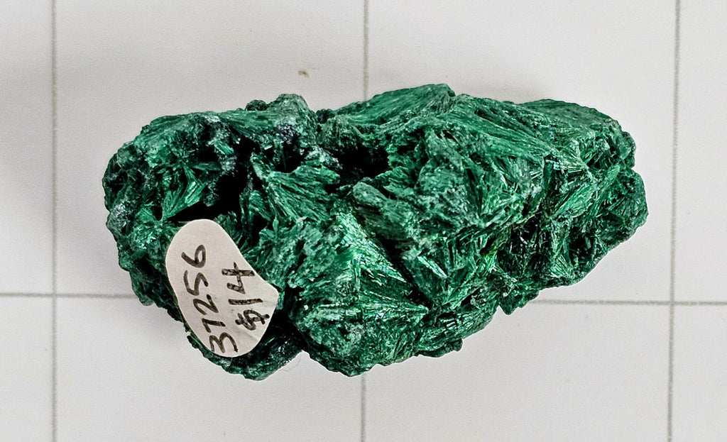 Velvet Malachite