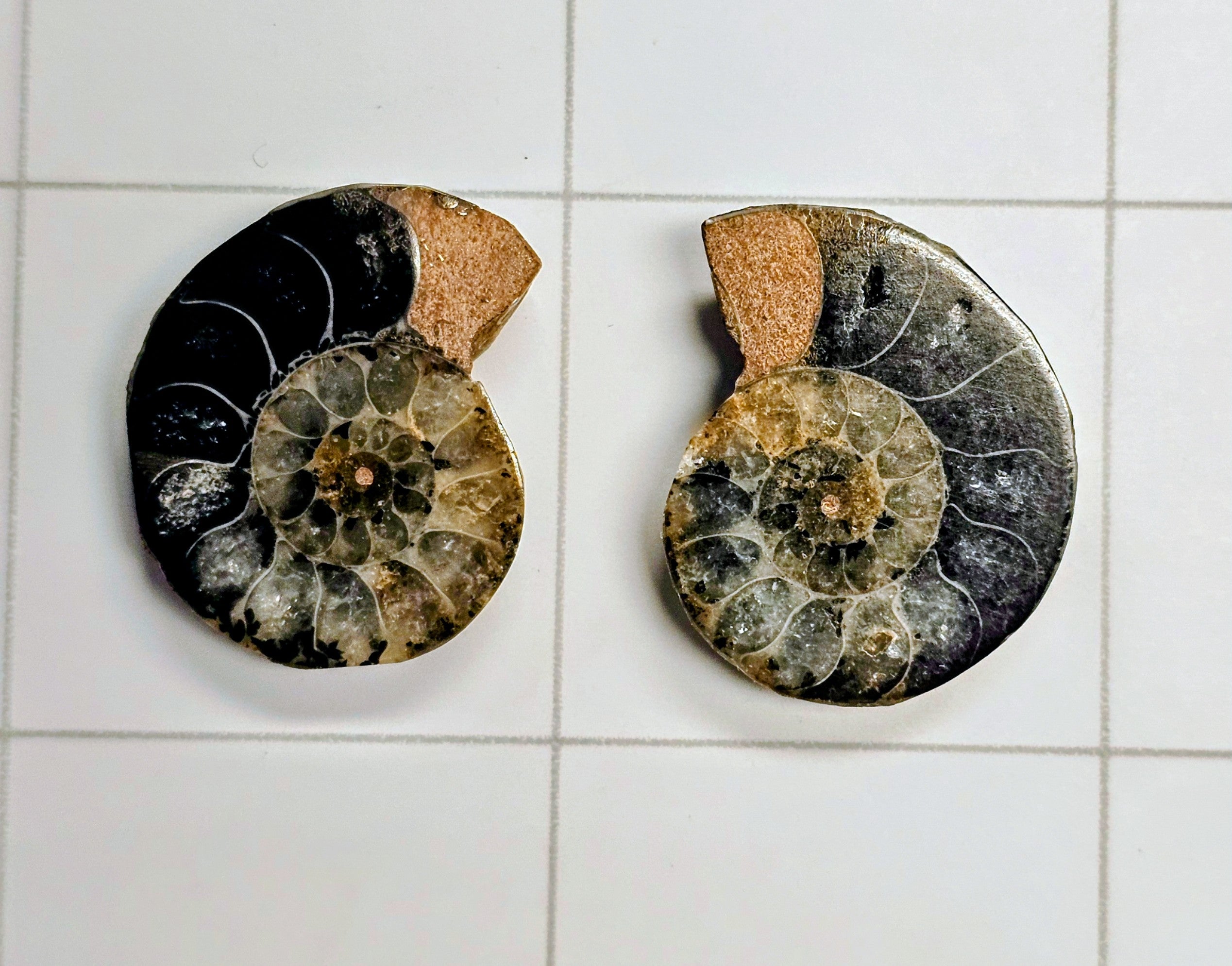 Ammonite