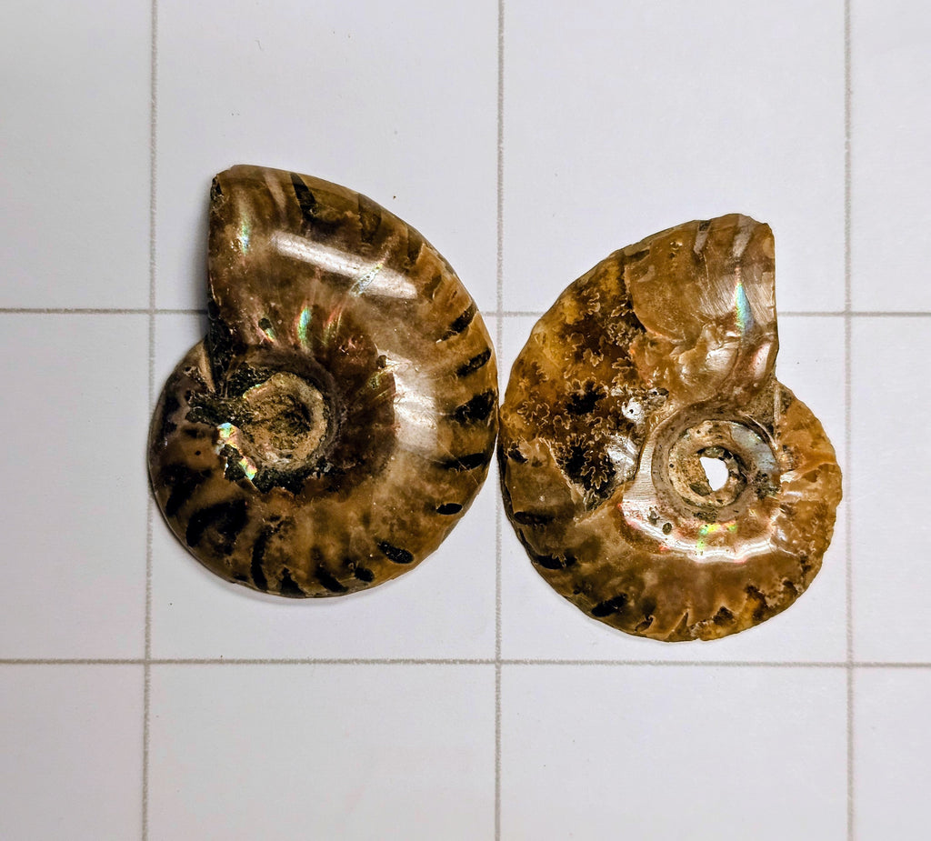 Ammonite/ Ammolite