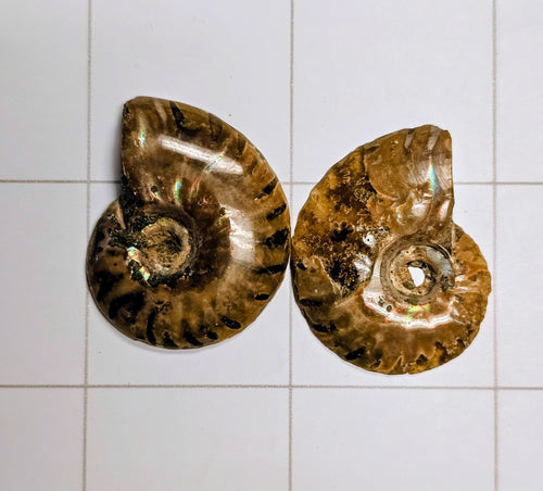 Ammonite/ Ammolite