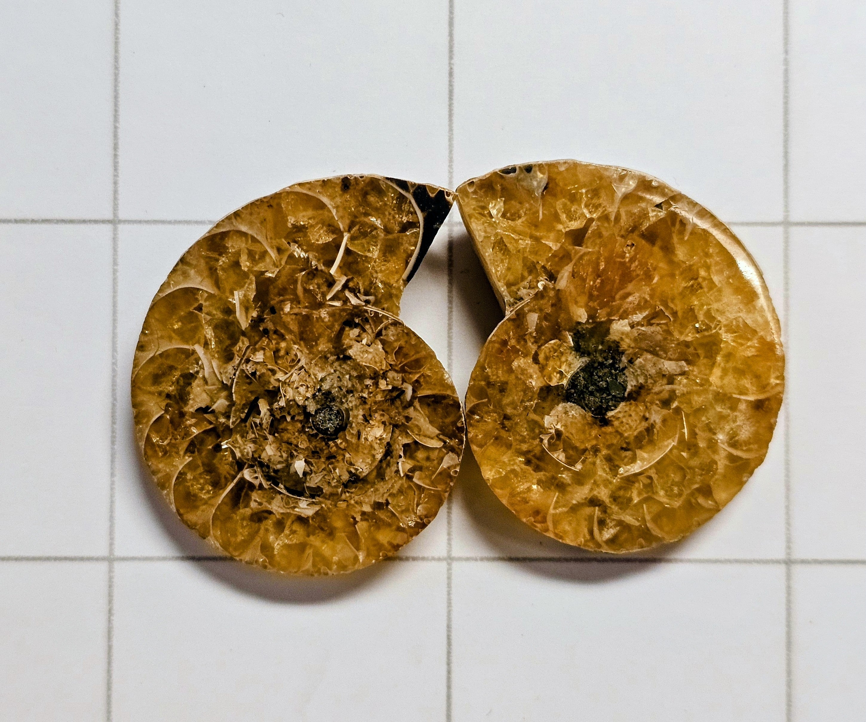 Ammonite/ Ammolite