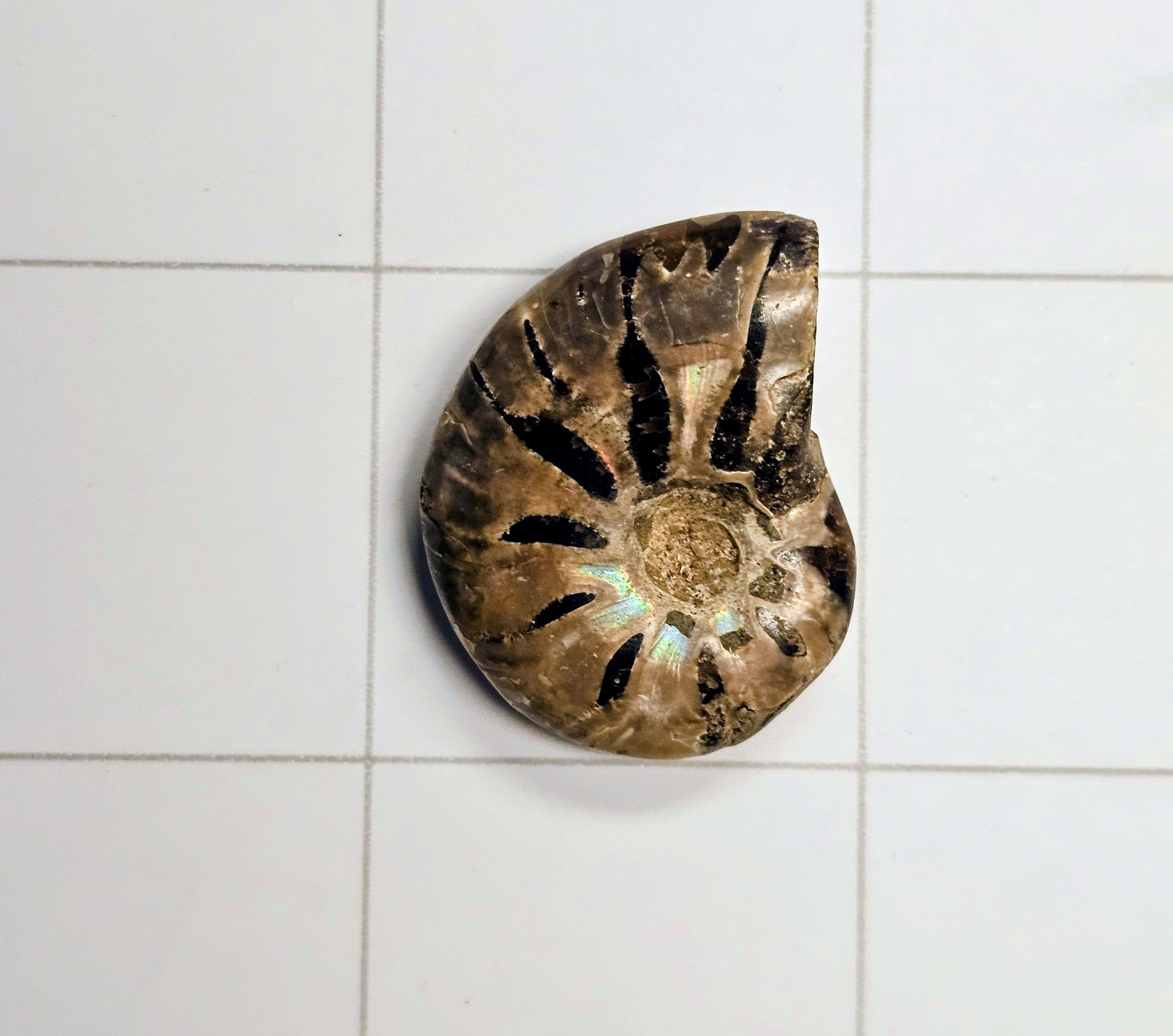 Ammolite