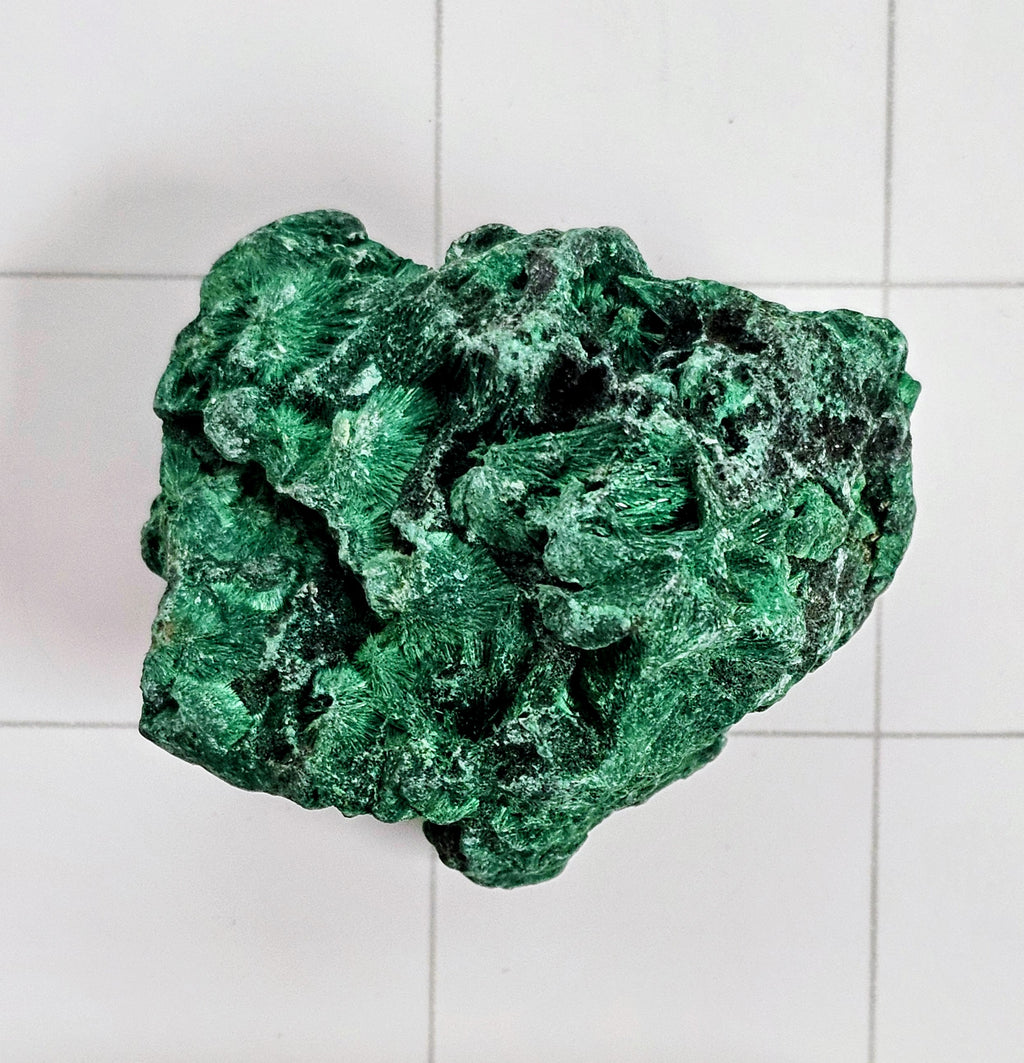 Velvet Malachite