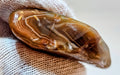 Lake Superior Agate