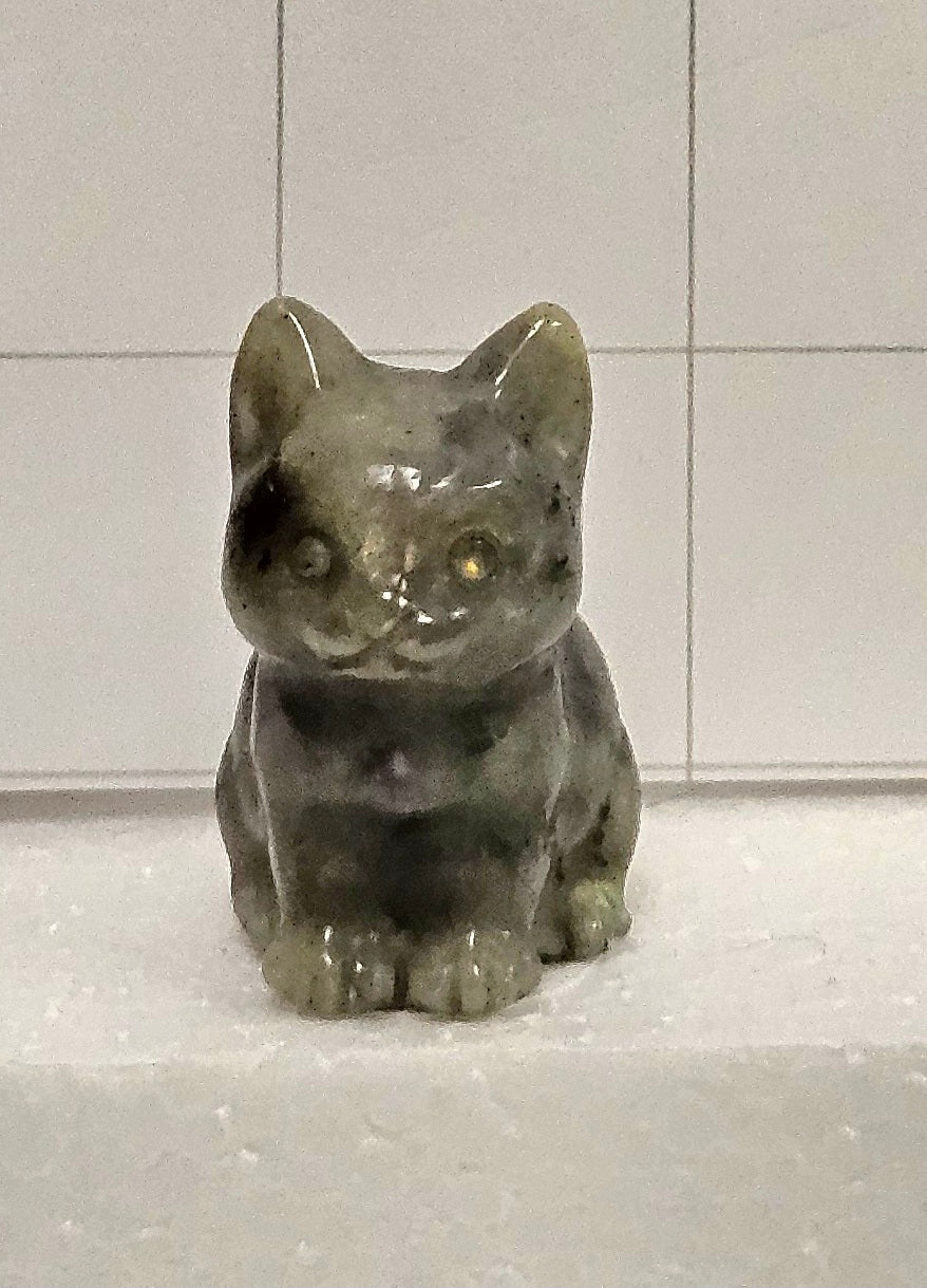 Labradorite kitten