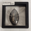 Orthocerus