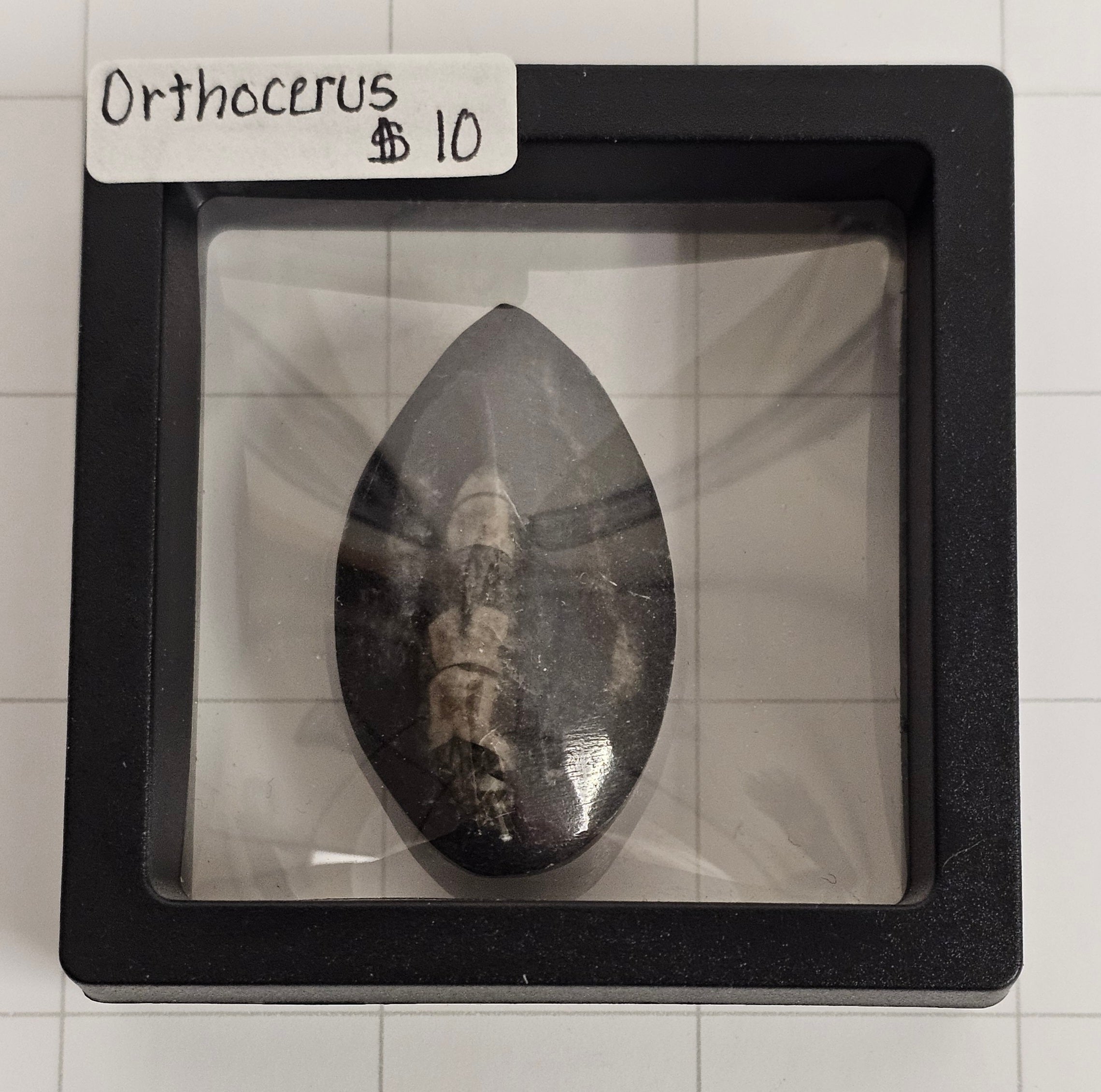 Orthocerus