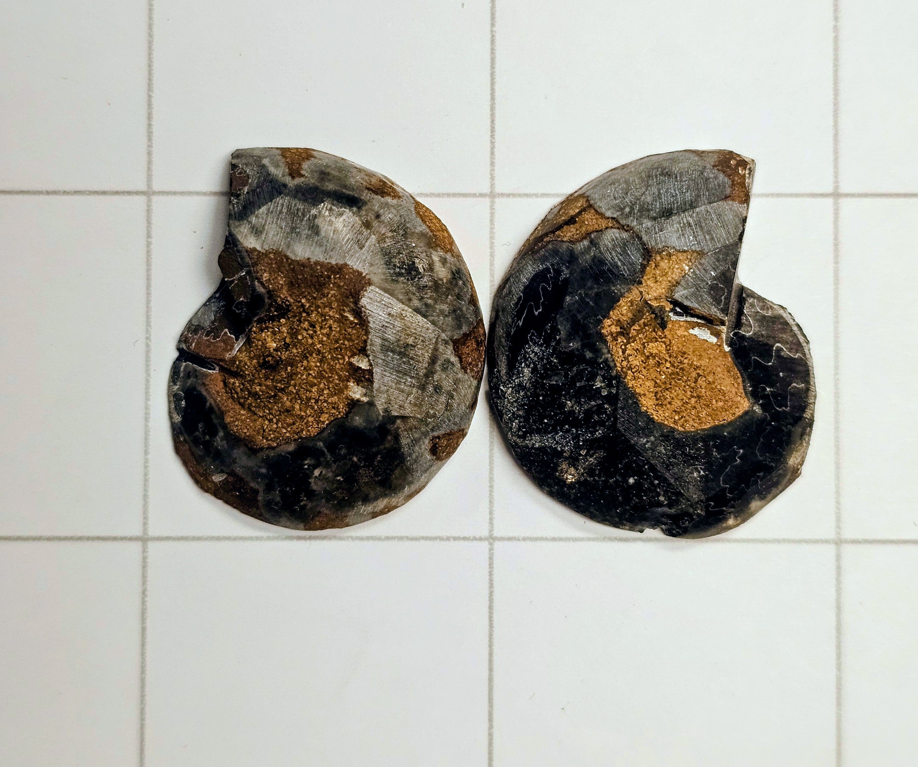 Ammonite
