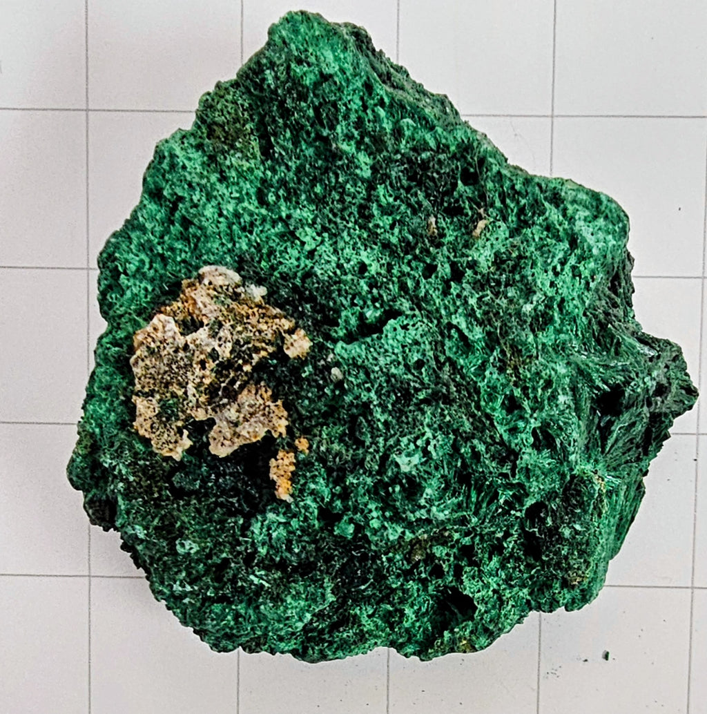 Velvet Malachite