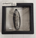 Orthocerus