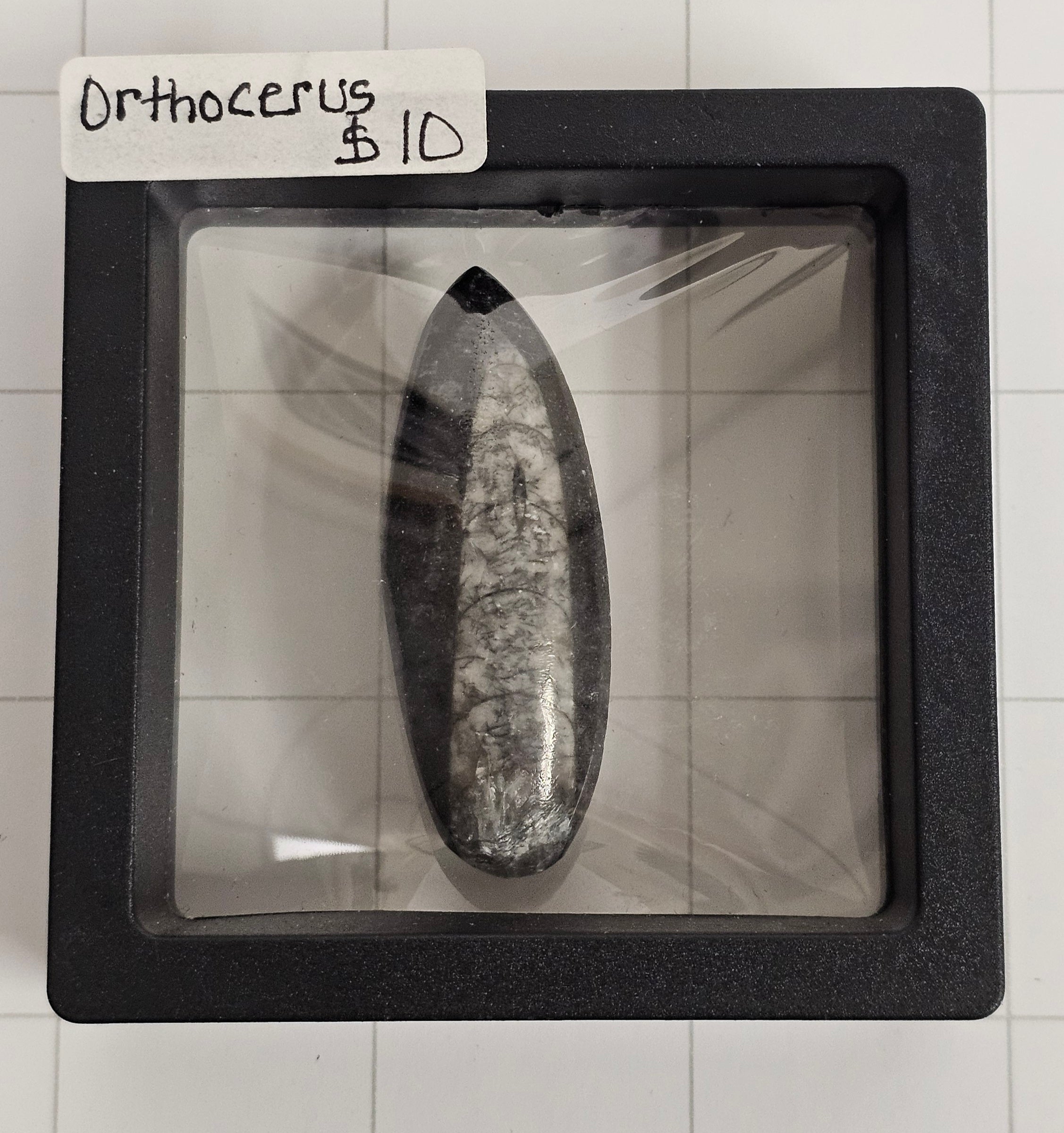 Orthocerus