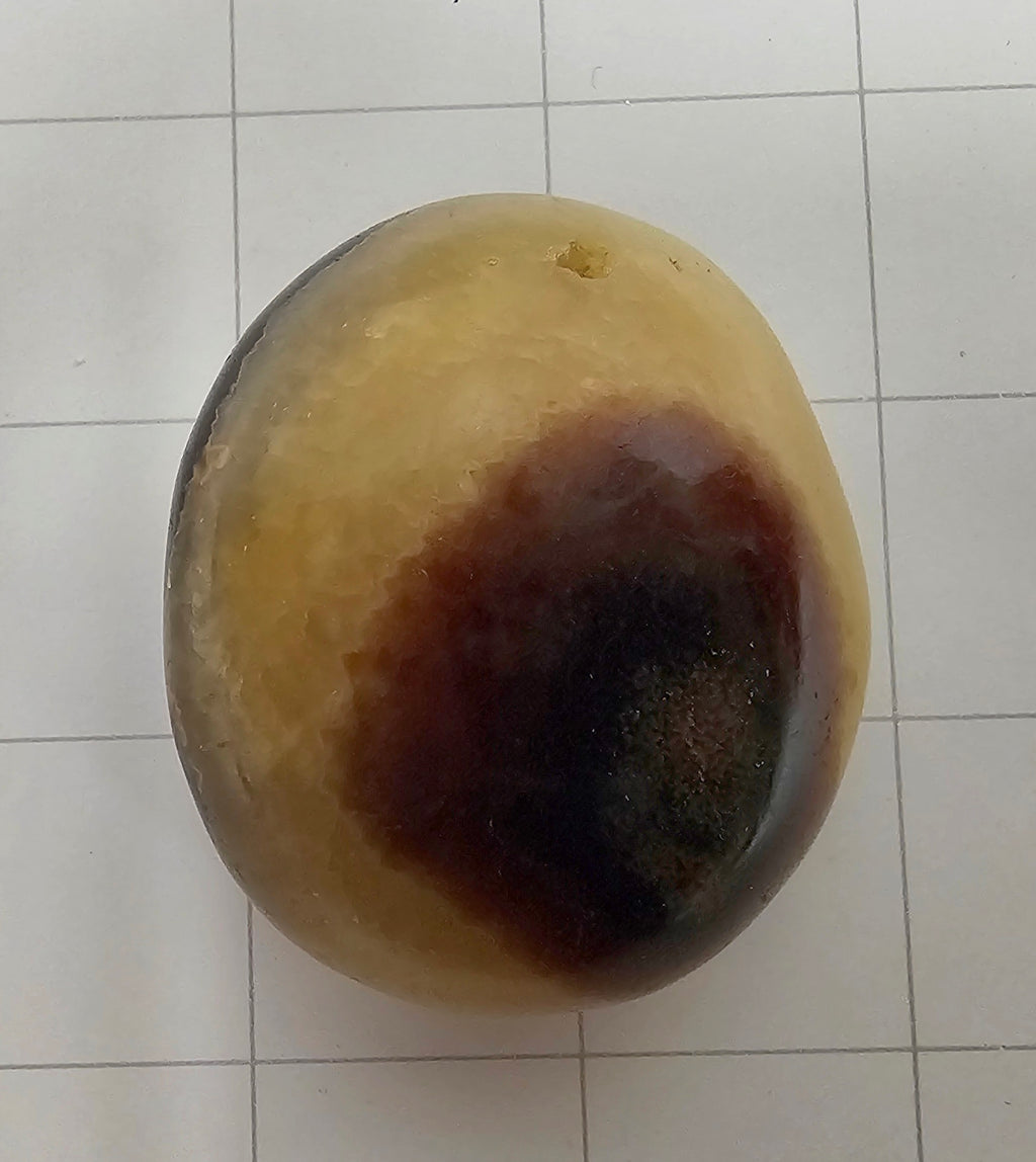 Septarian Palm stone