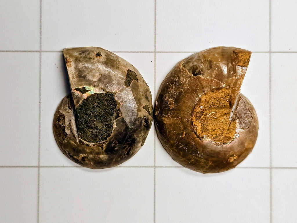 Ammonite/Ammolite