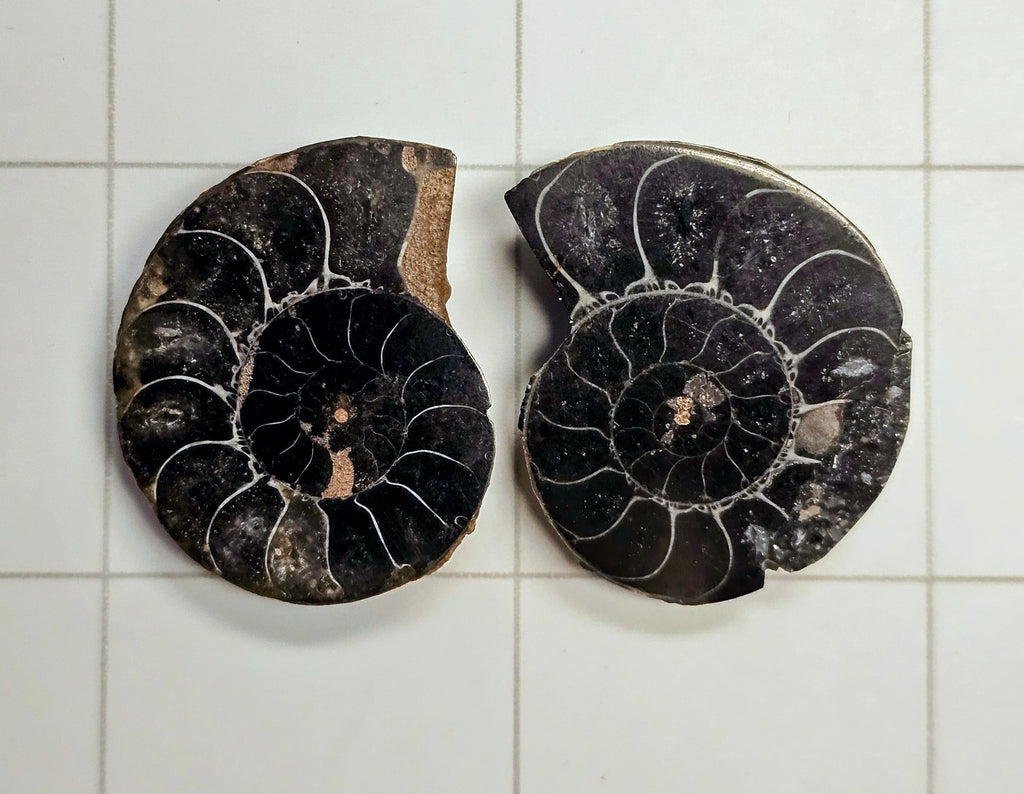 Ammonite