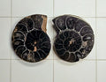 Ammonite
