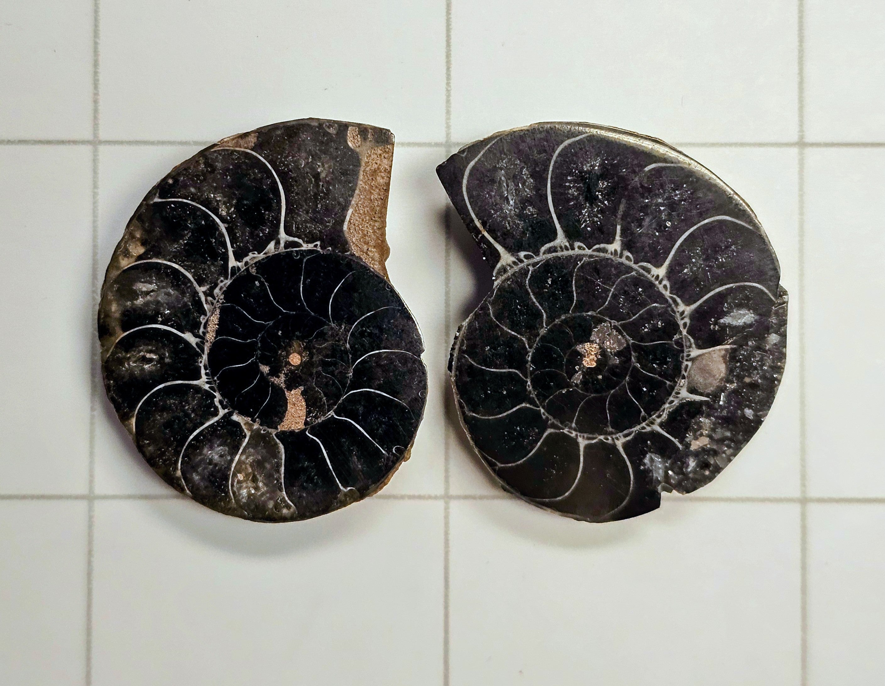 Ammonite