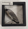 Orthocerus