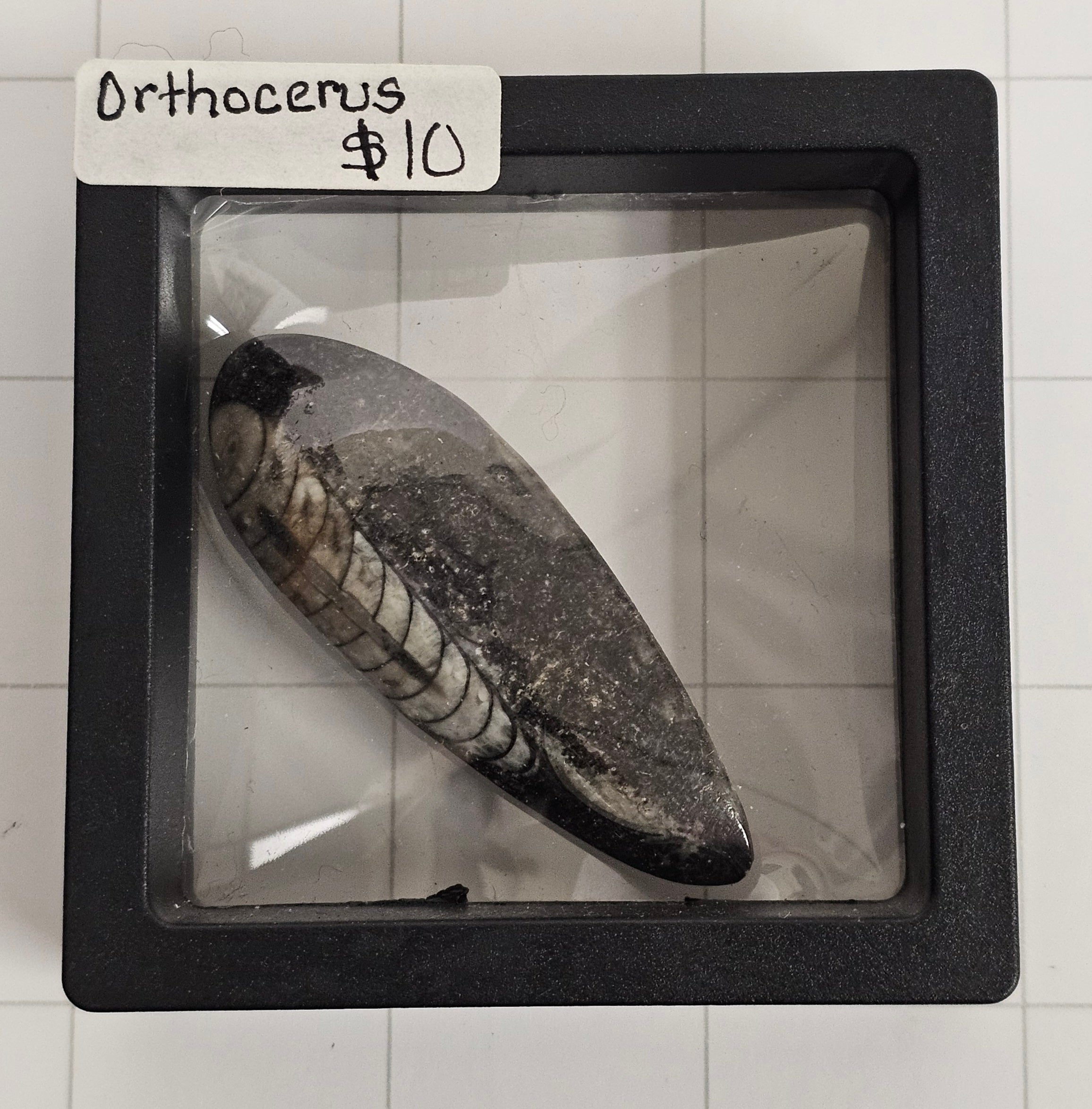 Orthocerus