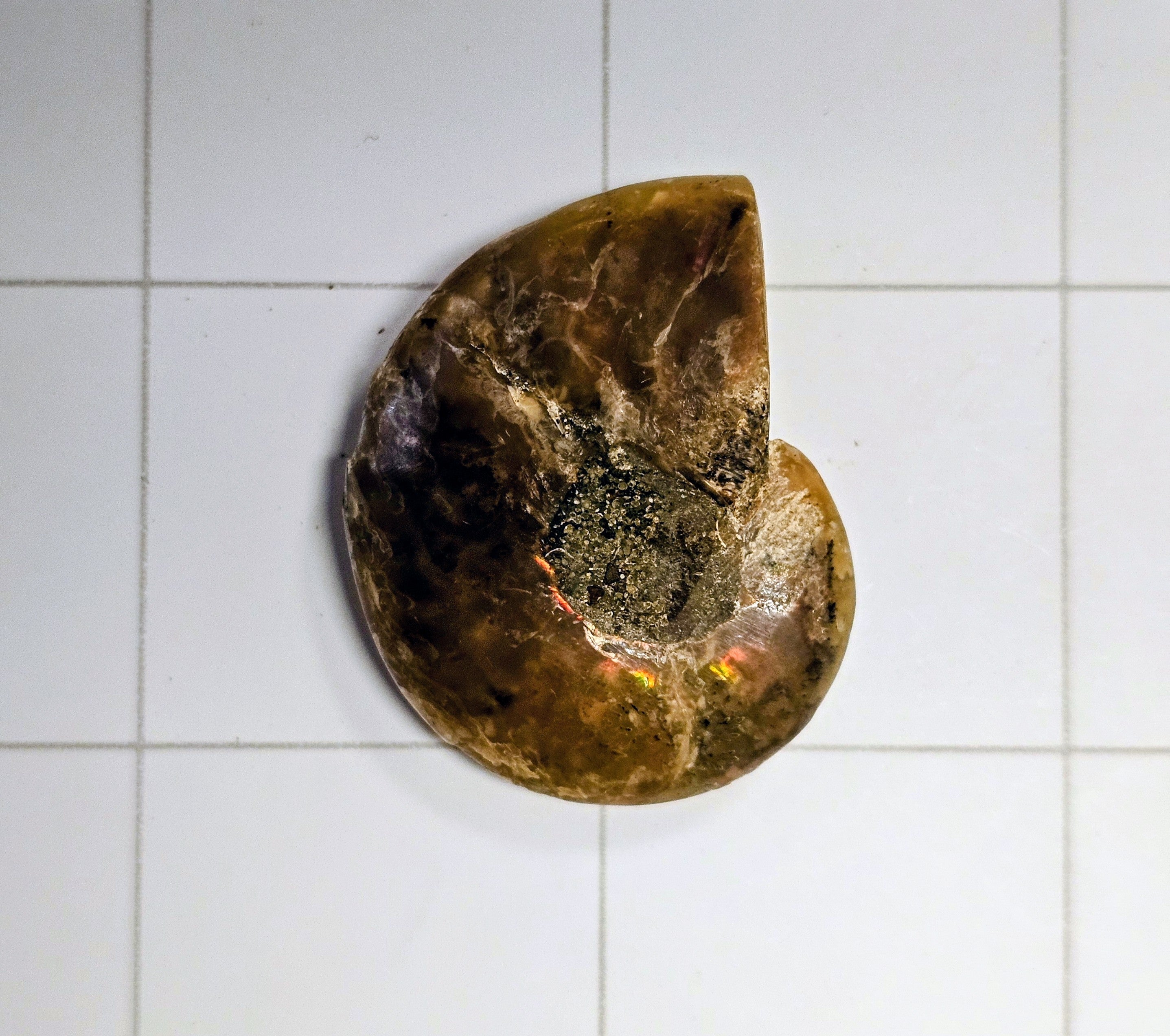 Ammolite