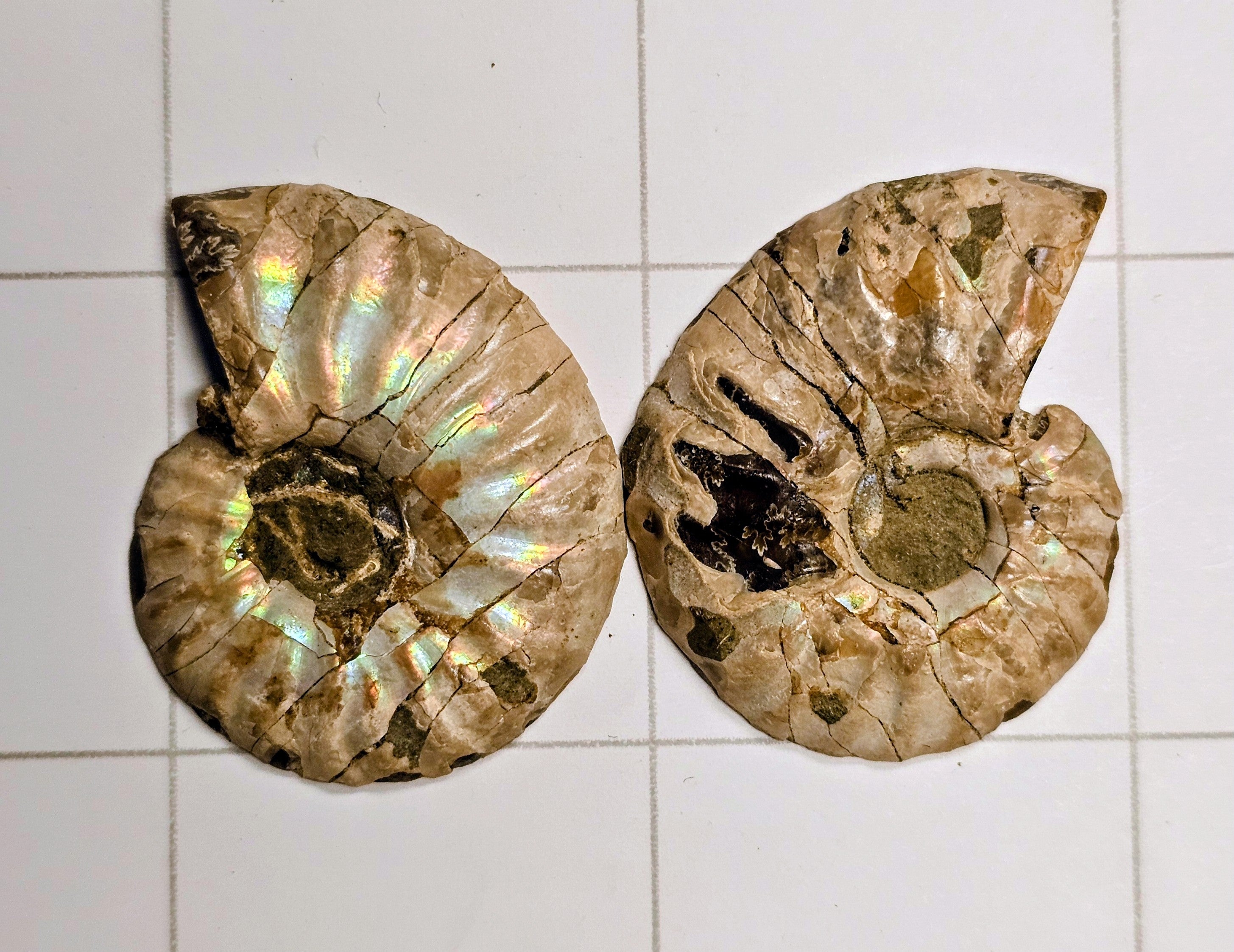 Ammonite/Ammolite