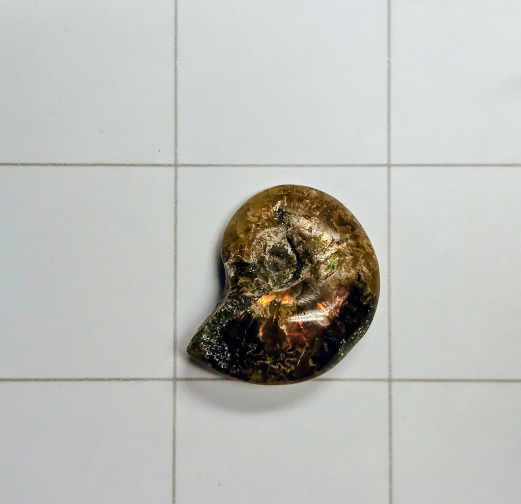 Ammolite