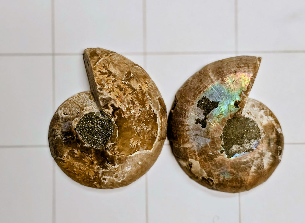 Ammonite/ Ammolite