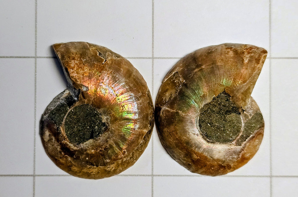 Ammonite/ Ammolite