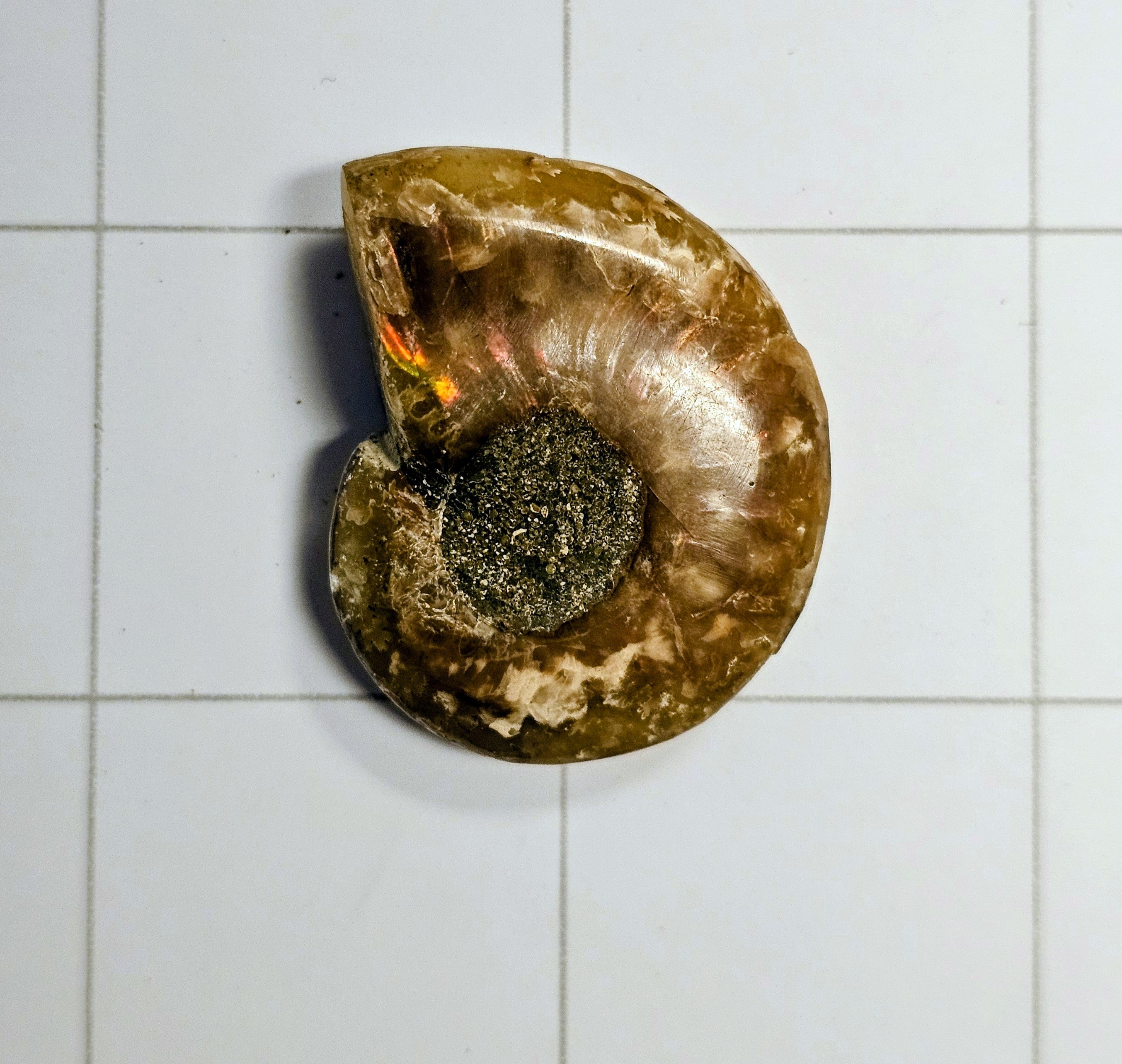 Ammolite