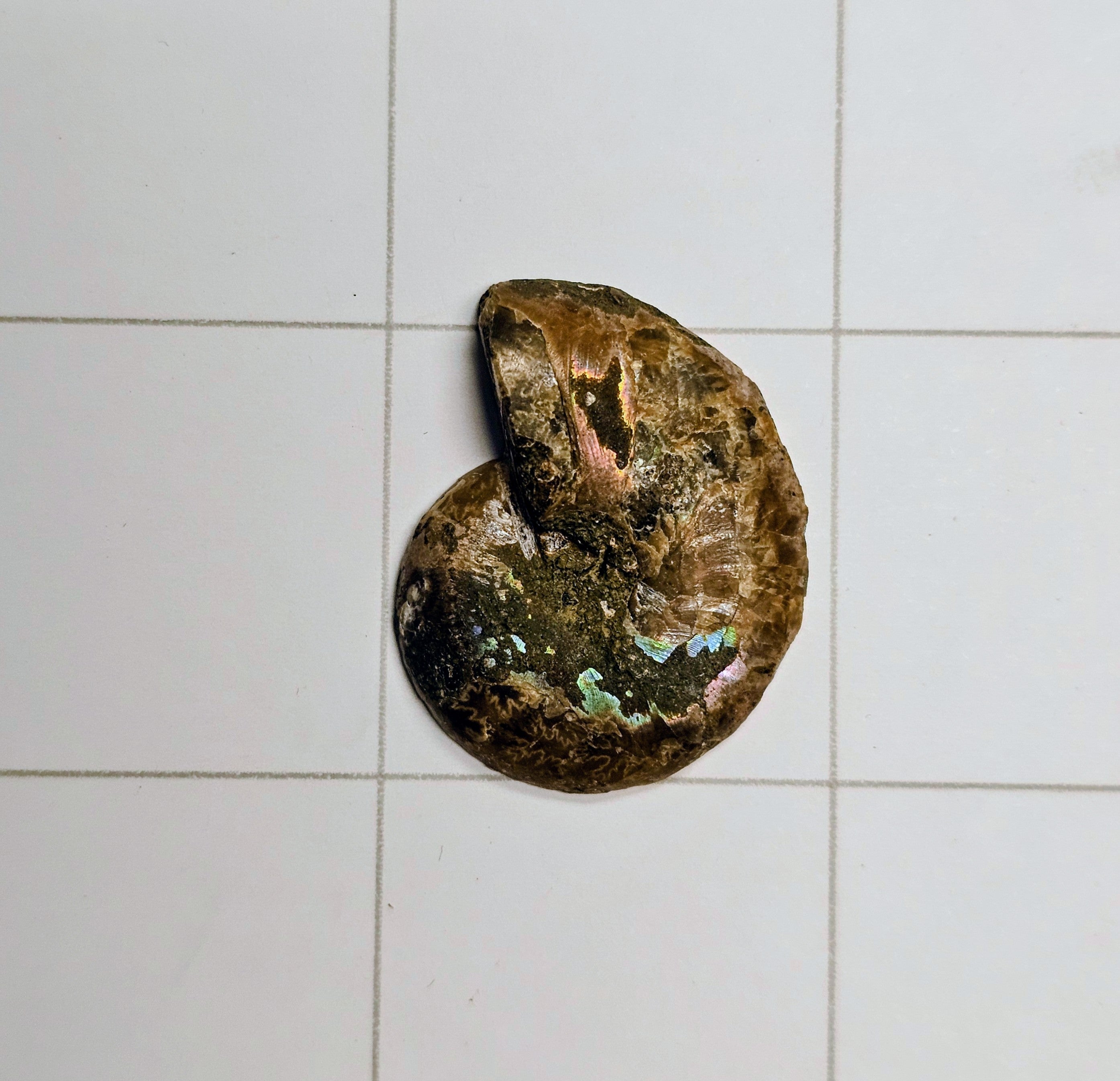 Ammonite/ Ammolite