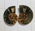 Ammonite/ Ammolite
